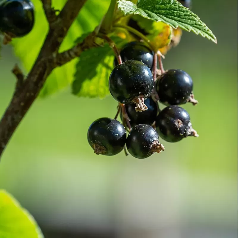 Juodieji serbentai - Ribes nigrum BONA