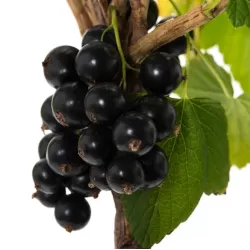 copy of Ribes nigrum OJEBYN