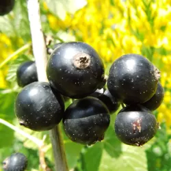 copy of Ribes nigrum OJEBYN