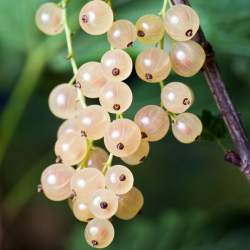 Baltieji serbentai - Ribes sativum WHITE HOLLANDER