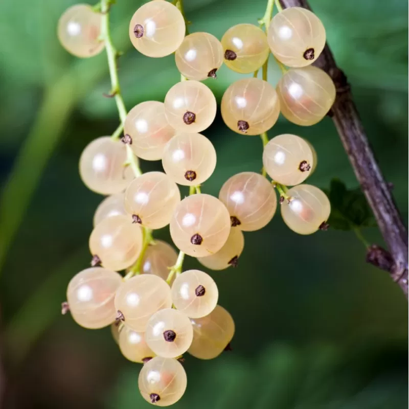 Baltieji serbentai - Ribes sativum WHITE HOLLANDER