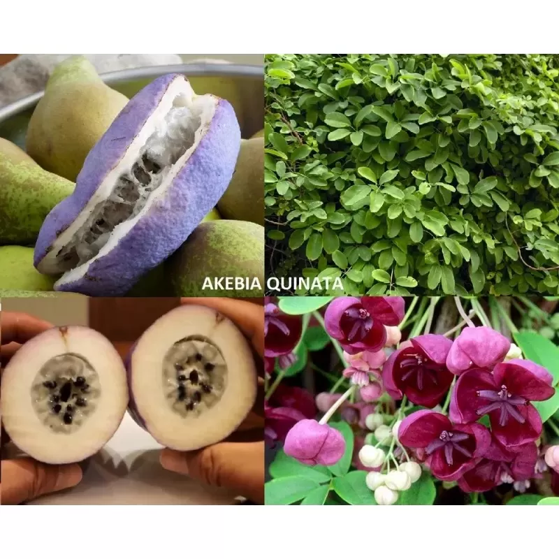 Akebia for maximum yield