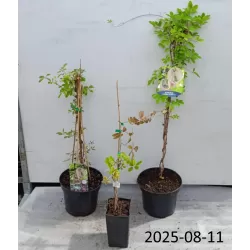 Akebia for maximum yield