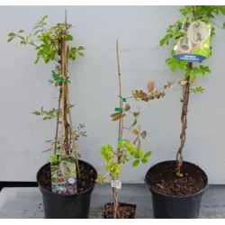 Akebia for maximum yield