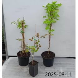 Akebia for maximum yield