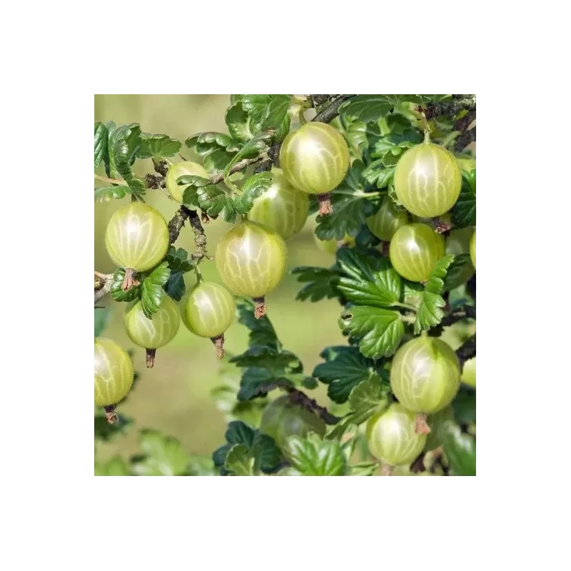 Agrastas - Ribes uva-crispa WHITESMITH