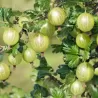 Agrastas - Ribes uva-crispa WHITESMITH