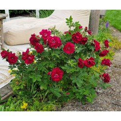 Rosa TAKE IT EASY RED