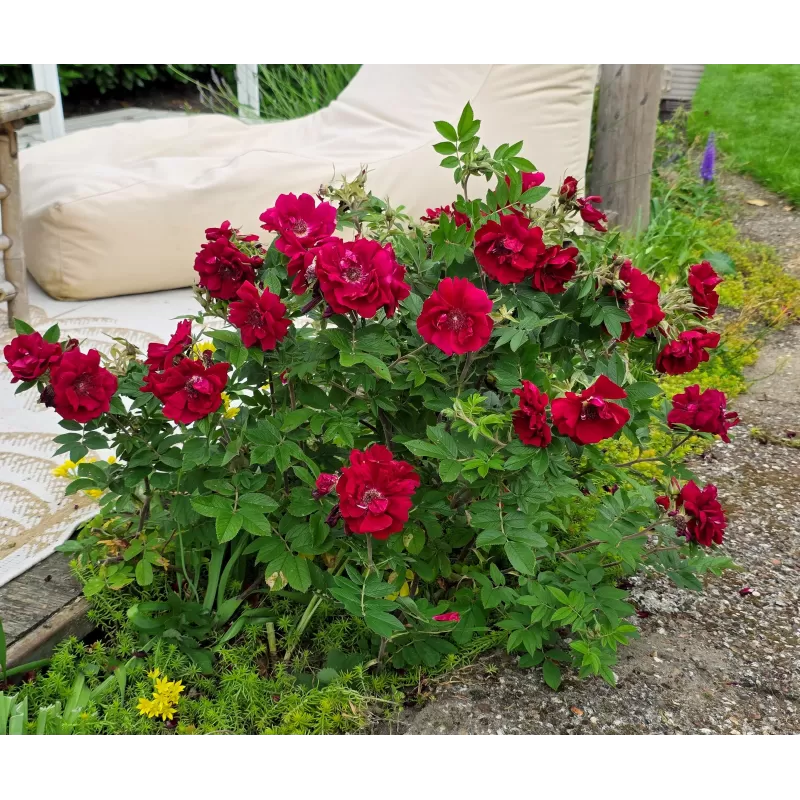 Rožė - Rosa TAKE IT EASY RED