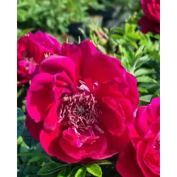 Rožė - Rosa TAKE IT EASY RED