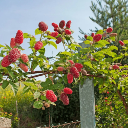 Avietės - gervuogės hibridas - Rubus BUCKINGHAM TAYBERRY
