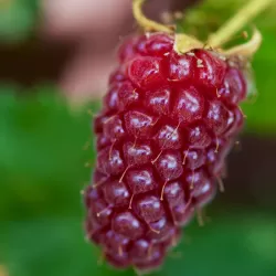 Avietės - gervuogės hibridas - Rubus BUCKINGHAM TAYBERRY