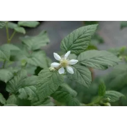 Avietės - gervuogės hibridas - Rubus BUCKINGHAM TAYBERRY