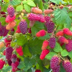 Avietės - gervuogės hibridas - Rubus BUCKINGHAM TAYBERRY