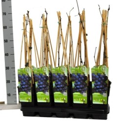 Tikrasis vynmedis - Vitis vinifera REMBRANDT 14Ø 45cm