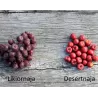Sorbaronijos ir šliandros hibridas - Sorbomespilus (x Sorbaronia) DESERTNAJA ('Mitchurinskaja Desertnaja')