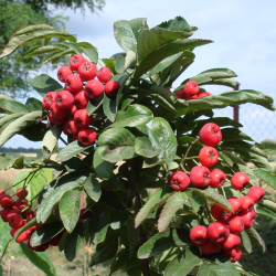 Sorbaronijos ir šliandros hibridas - Sorbomespilus (x Sorbaronia) DESERTNAJA ('Mitchurinskaja Desertnaja')