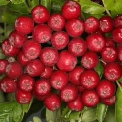 Šermukšnio ir kriaušės hibridas - Sorbopyrus RUBINOVAJA