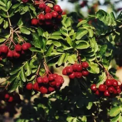 Šermukšnio ir kriaušės hibridas - Sorbopyrus RUBINOVAJA