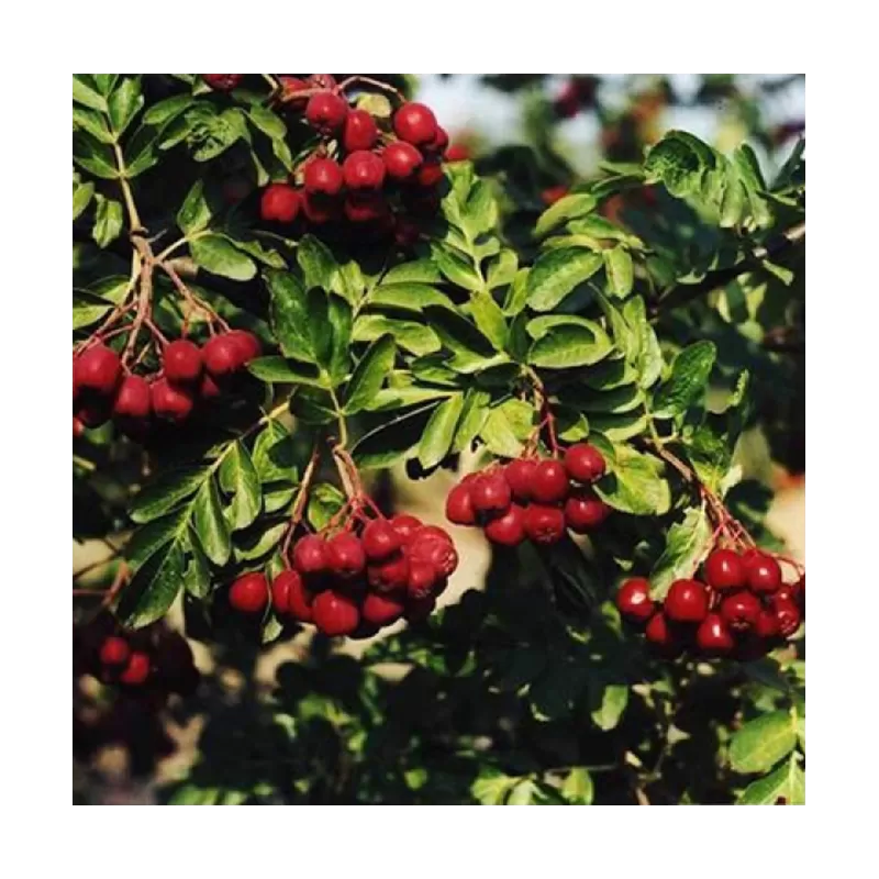 Šermukšnio ir kriaušės hibridas - Sorbopyrus RUBINOVAJA