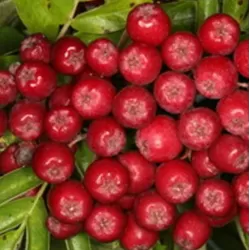 Šermukšnio ir kriaušės hibridas - Sorbopyrus RUBINOVAJA