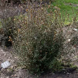 Ugni molinae Villarica Strawberry