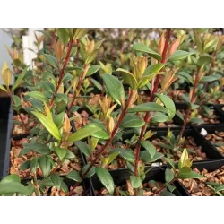 Ugni molinae Villarica Strawberry