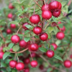 Čilinė guava (žemuoginė mirta) - Ugni molinae Villarica Strawberry