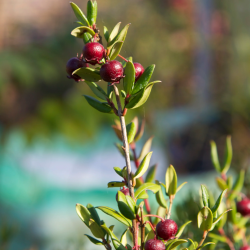 Ugni molinae Villarica Strawberry
