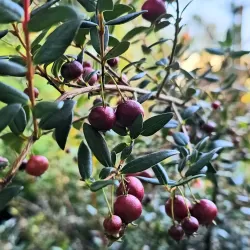 Čilinė guava (žemuoginė mirta) - Ugni molinae Villarica Strawberry