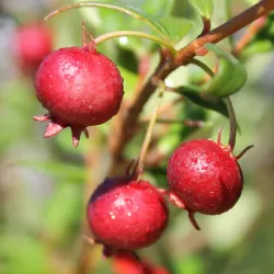 Čilinė guava (žemuoginė mirta) - Ugni molinae Villarica Strawberry