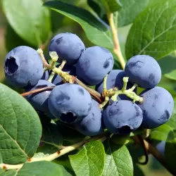 Aukštoji šilauogė (ankstyva -vid. vėl.) - Vaccinium corymbosum HERBERT