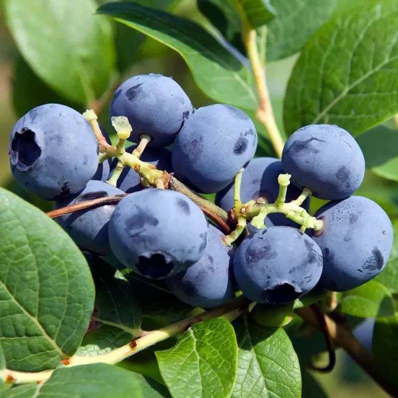 Vaccinium corymbosum HERBERT