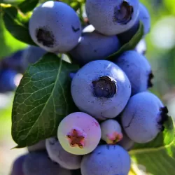 Vaccinium corymbosum HERBERT
