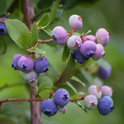 Aukštoji šilauogė (ankstyva -vid. vėl.) - Vaccinium corymbosum HERBERT