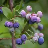 Vaccinium corymbosum HERBERT