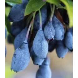 Cilindrinė (Azorų) šilauogė - Vaccinium cylindraceum BLAU PERLE