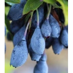 Vaccinium cylindraceum BLAU PERLE