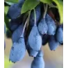 Vaccinium cylindraceum BLAU PERLE
