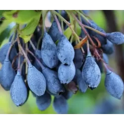 Cilindrinė (Azorų) šilauogė - Vaccinium cylindraceum BLAU PERLE