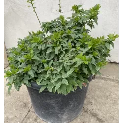 Vaccinium cylindraceum BLAU PERLE