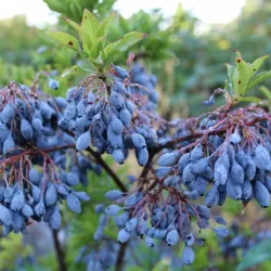 Vaccinium cylindraceum BLAU PERLE