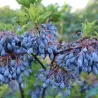 Vaccinium cylindraceum BLAU PERLE
