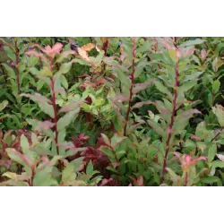 Vaccinium cylindraceum BLAU PERLE