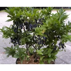 Vaccinium cylindraceum BLAU PERLE