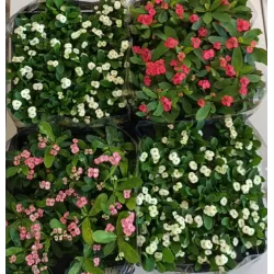 Euphorbia milii MIX