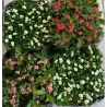 Euphorbia milii MIX