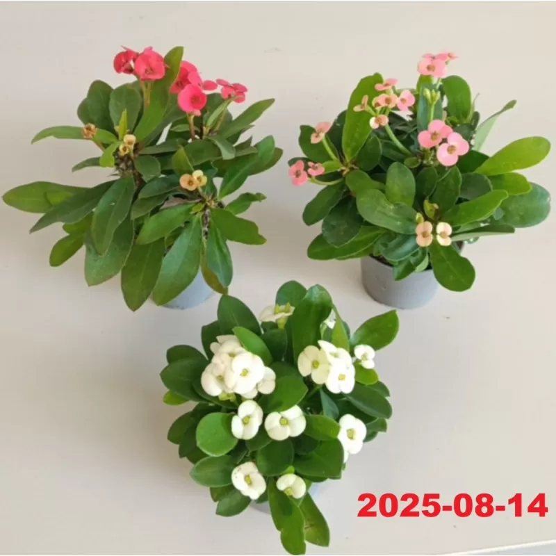 Euphorbia milii MIX