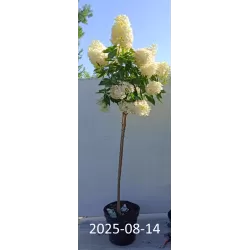 Šluotelinė hortenzija - Hydrangea paniculata GRANDIFLORA