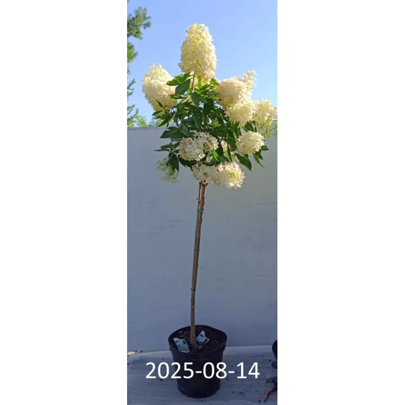 Šluotelinė hortenzija - Hydrangea paniculata GRANDIFLORA
